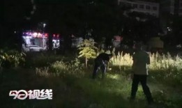 深夜密访浙江秀洲爆料视频,探访秀洲夜幕下的真实面貌